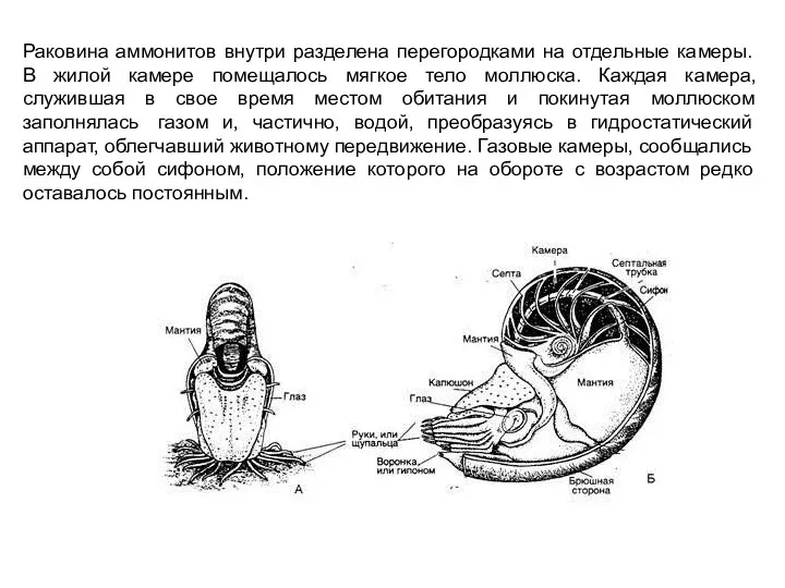 Раковина аммонитов внутри разделена перегородками на отдельные камеры. В жилой камере помещалось