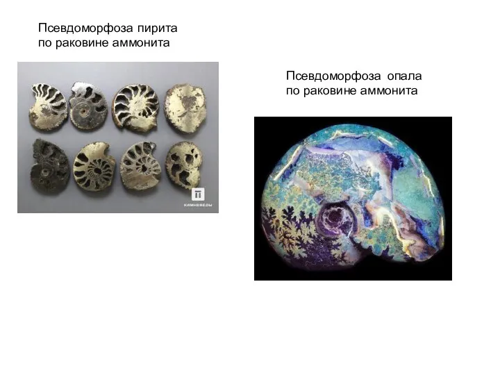 Псевдоморфоза пирита по раковине аммонита Псевдоморфоза опала по раковине аммонита
