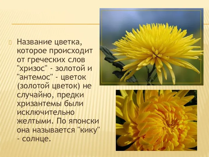 Название цветка, которое происходит от греческих слов "хризос" - золотой и "антемос"