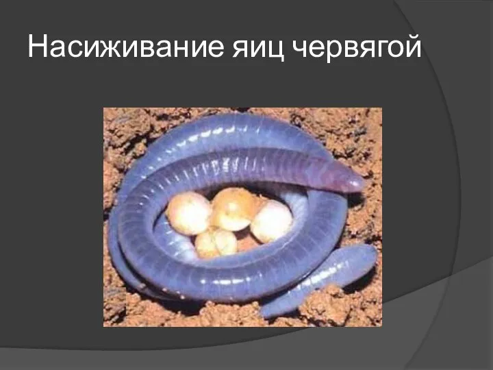 Насиживание яиц червягой