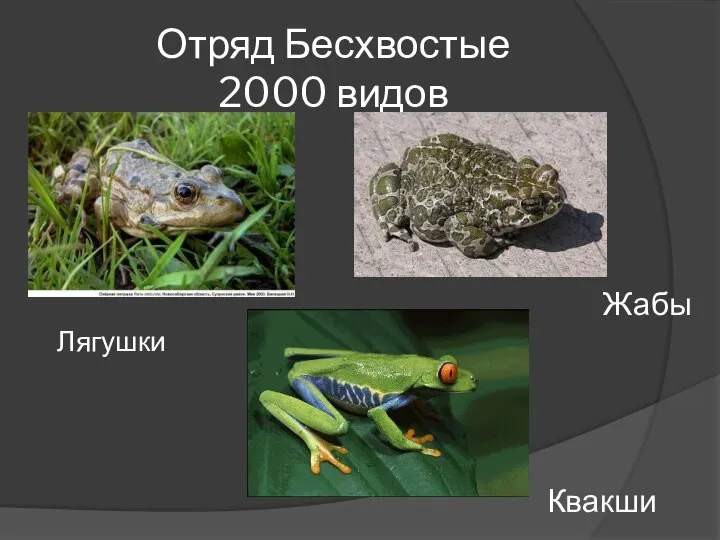 Отряд Бесхвостые 2000 видов Лягушки Жабы Квакши