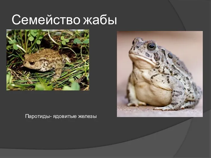 Семейство жабы Паротиды- ядовитые железы