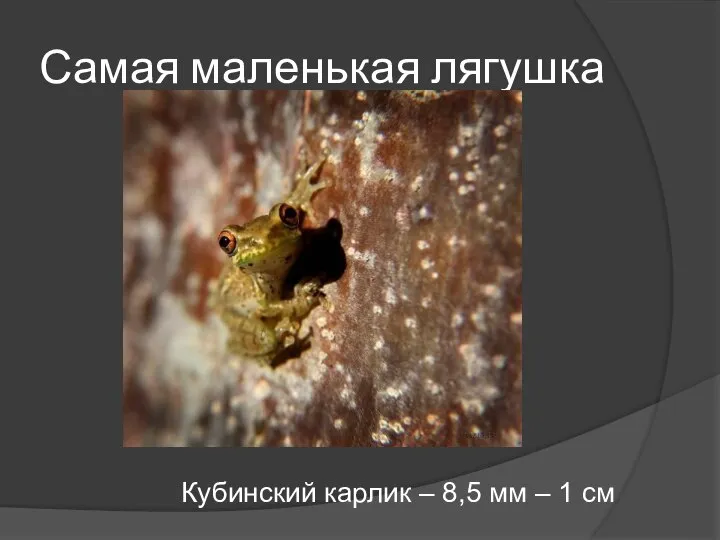 Самая маленькая лягушка Кубинский карлик – 8,5 мм – 1 см