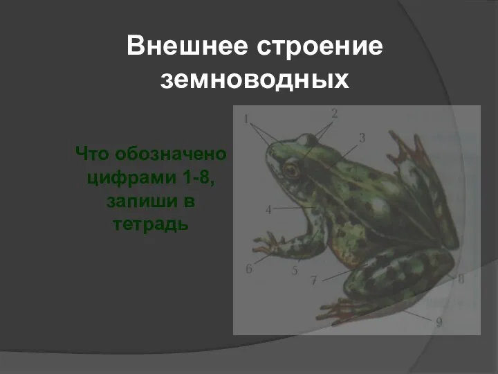 Внешнее строение земноводных Что обозначено цифрами 1-8, запиши в тетрадь