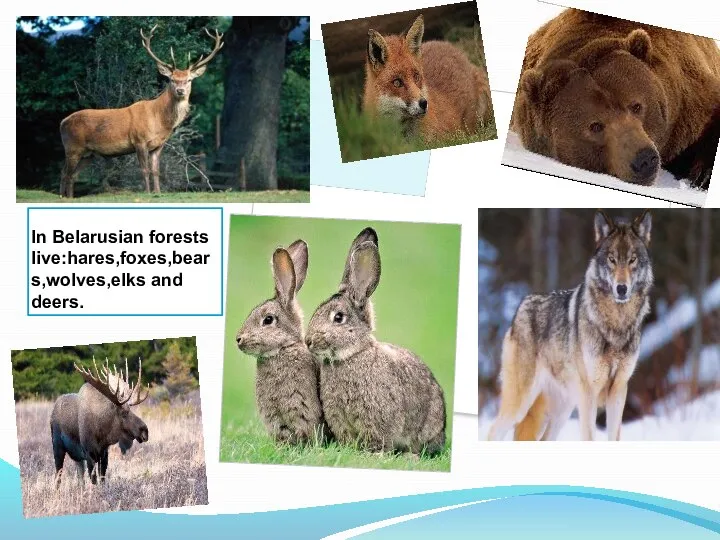 In Belarusian forests live:hares,foxes,bears,wolves,elks and deers.