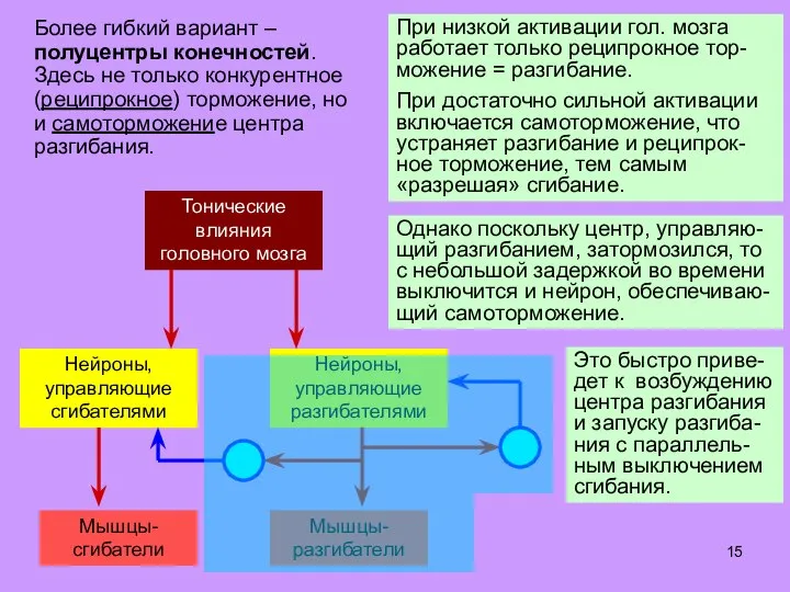 Более гибкий вариант – полуцентры конечностей. Здесь не только конкурентное (реципрокное) торможение,