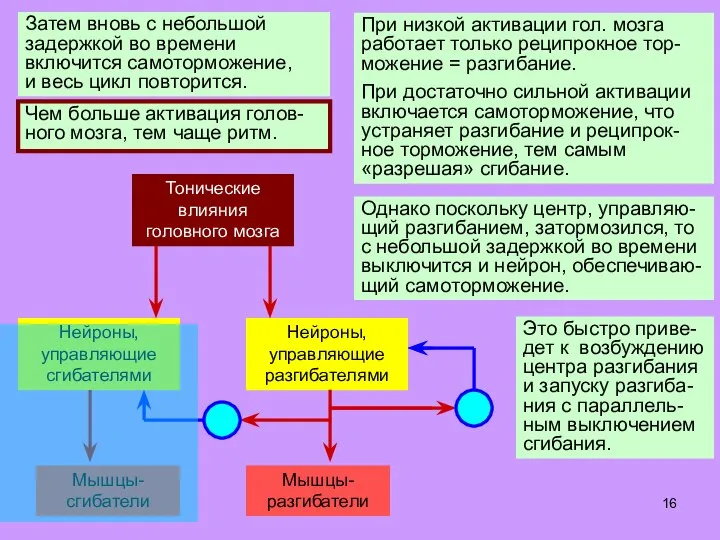 При низкой активации гол. мозга работает только реципрокное тор-можение = разгибание. При