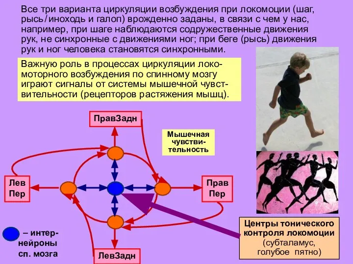 Мышечная чувстви-тельность Все три варианта циркуляции возбуждения при локомоции (шаг, рысь /