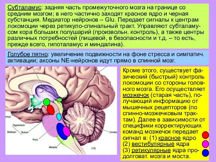 Субталамус: задняя часть промежуточного мозга на границе со средним мозгом; в него
