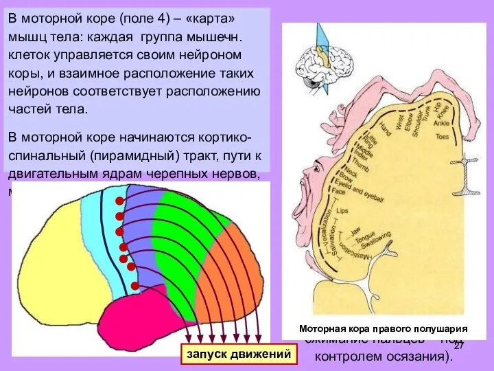 В моторной коре (поле 4) – «карта» мышц тела: каждая группа мышечн.