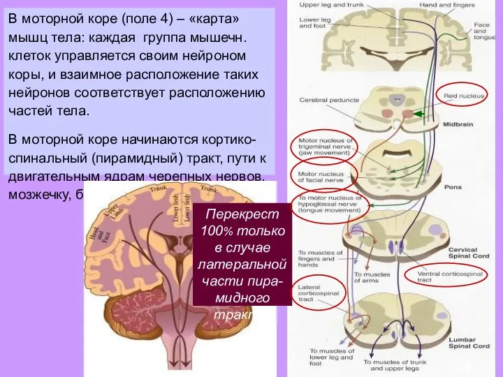 В моторной коре (поле 4) – «карта» мышц тела: каждая группа мышечн.