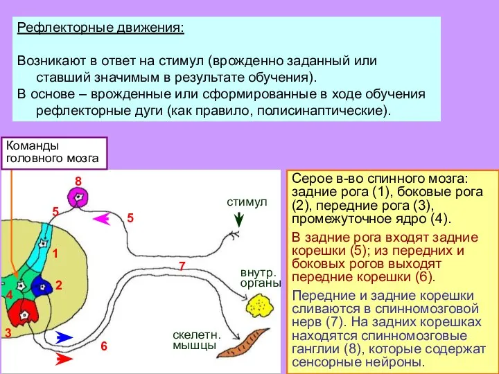 Рефлекторные движения: Возникают в ответ на стимул (врожденно заданный или ставший значимым