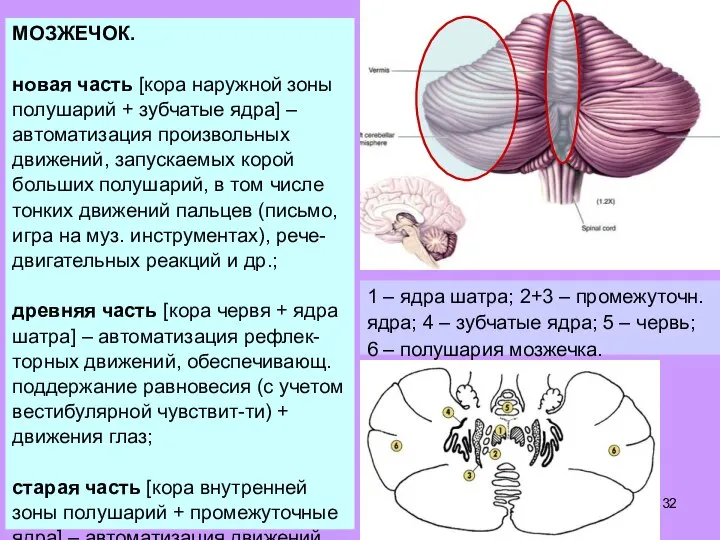 МОЗЖЕЧОК. новая часть [кора наружной зоны полушарий + зубчатые ядра] – автоматизация