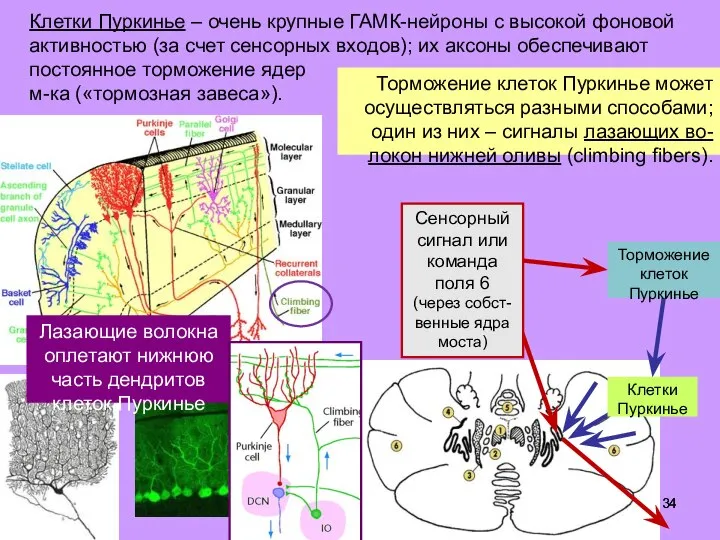 Клетки Пуркинье – очень крупные ГАМК-нейроны с высокой фоновой активностью (за счет