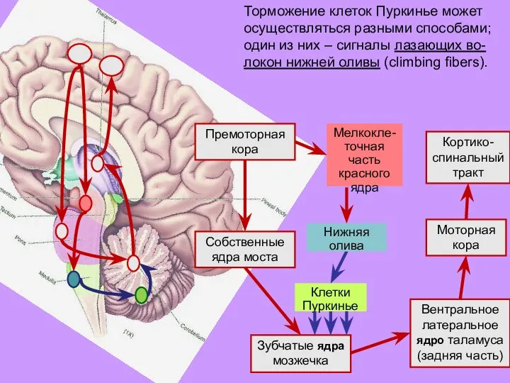 Торможение клеток Пуркинье может осуществляться разными способами; один из них – сигналы