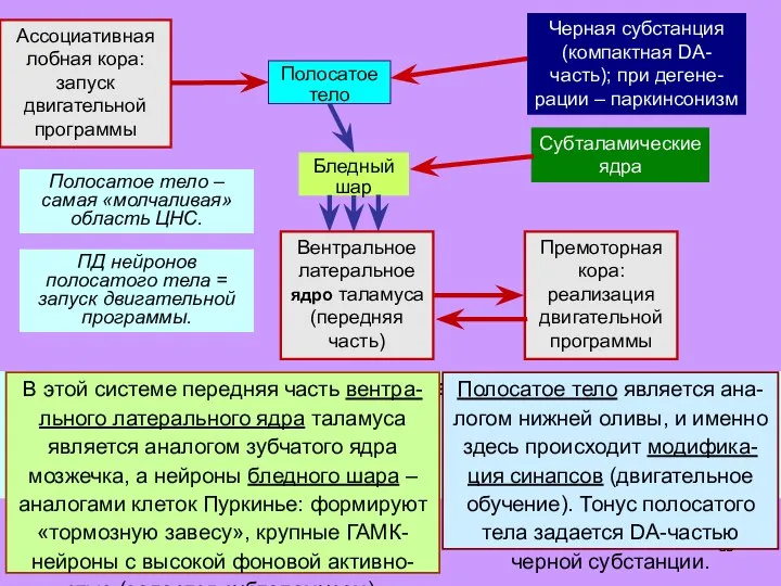 В этой системе передняя часть вентра-льного латерального ядра таламуса является аналогом зубчатого