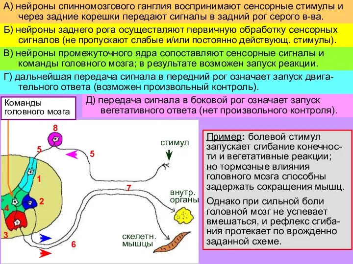 Пример: болевой стимул запускает сгибание конечнос-ти и вегетативные реакции; но тормозные влияния