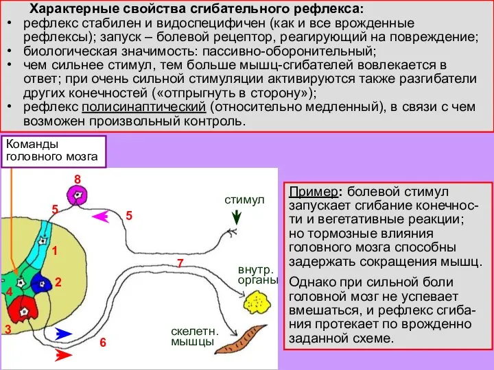 Пример: болевой стимул запускает сгибание конечнос-ти и вегетативные реакции; но тормозные влияния