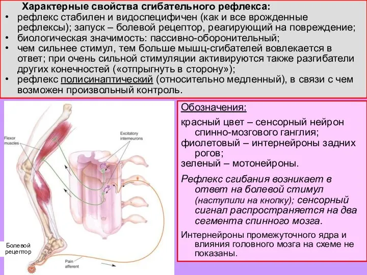 Характерные свойства сгибательного рефлекса: рефлекс стабилен и видоспецифичен (как и все врожденные