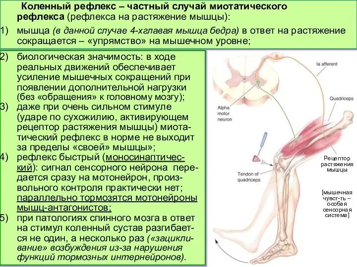 Коленный рефлекс – частный случай миотатического рефлекса (рефлекса на растяжение мышцы): мышца