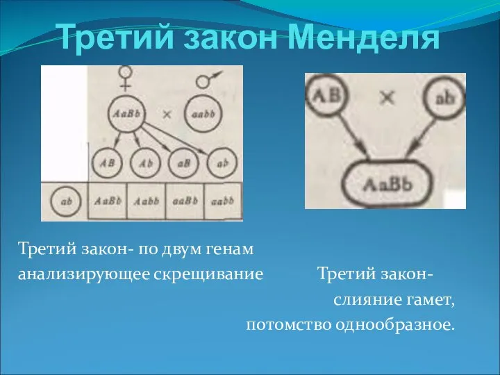 Третий закон Менделя Третий закон- по двум генам анализирующее скрещивание Третий закон- слияние гамет, потомство однообразное.