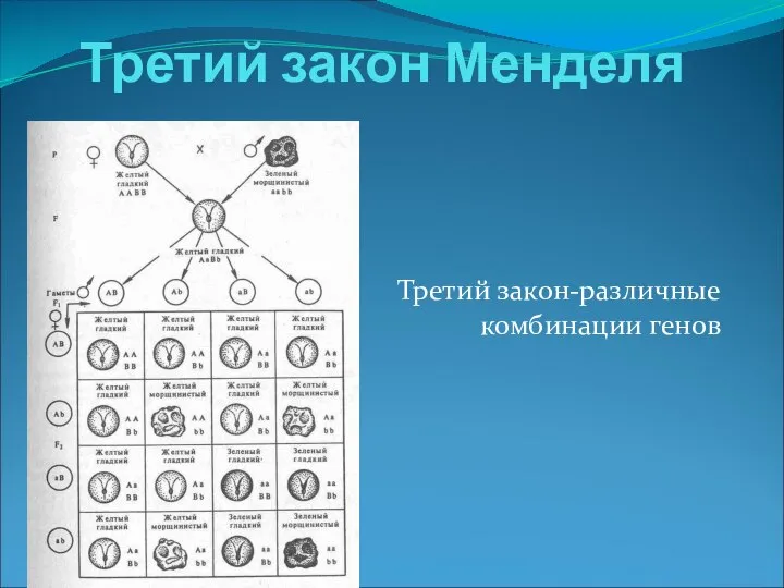 Третий закон Менделя Третий закон-различные комбинации генов