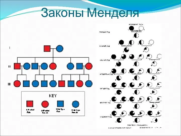 Законы Менделя