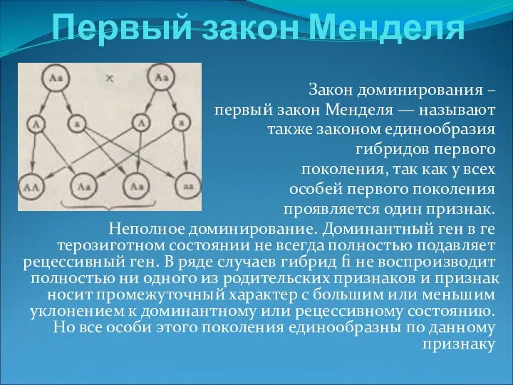 Первый закон Менделя Закон доминирования – первый закон Менделя — называют также