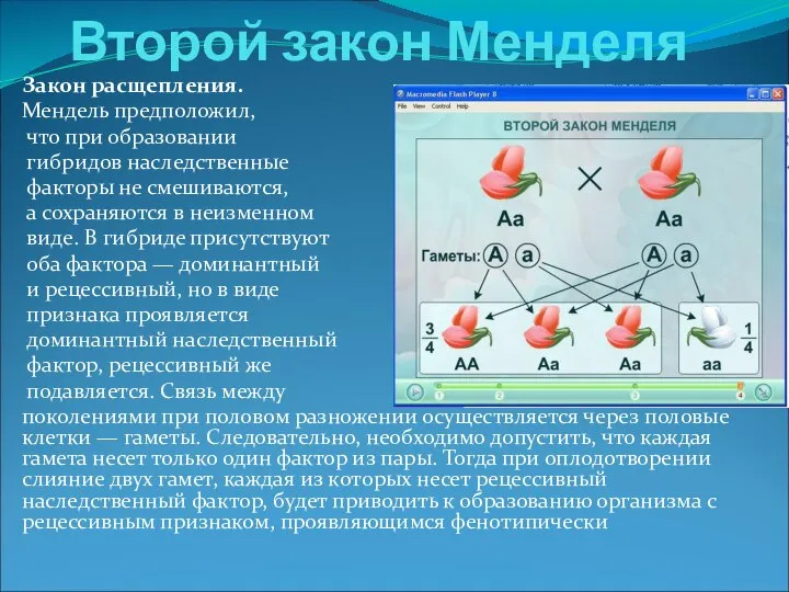 Второй закон Менделя Закон расщепления. Мендель предположил, что при образовании гибридов наследственные