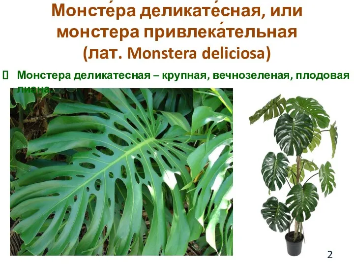 Монсте́ра деликате́сная, или монстера привлека́тельная (лат. Monstera deliciosa) Монстера деликатесная – крупная, вечнозеленая, плодовая лиана.