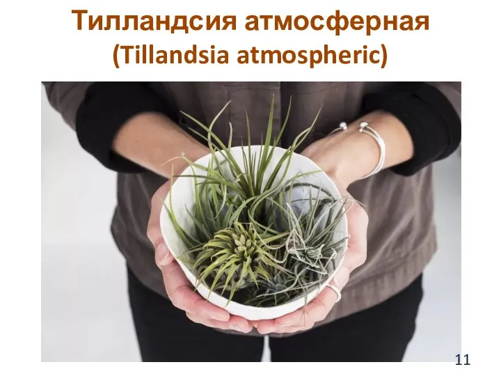 Тилландсия атмосферная (Tillandsia atmospheric)