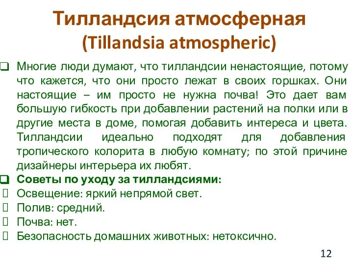 Тилландсия атмосферная (Tillandsia atmospheric) Многие люди думают, что тилландсии ненастоящие, потому что