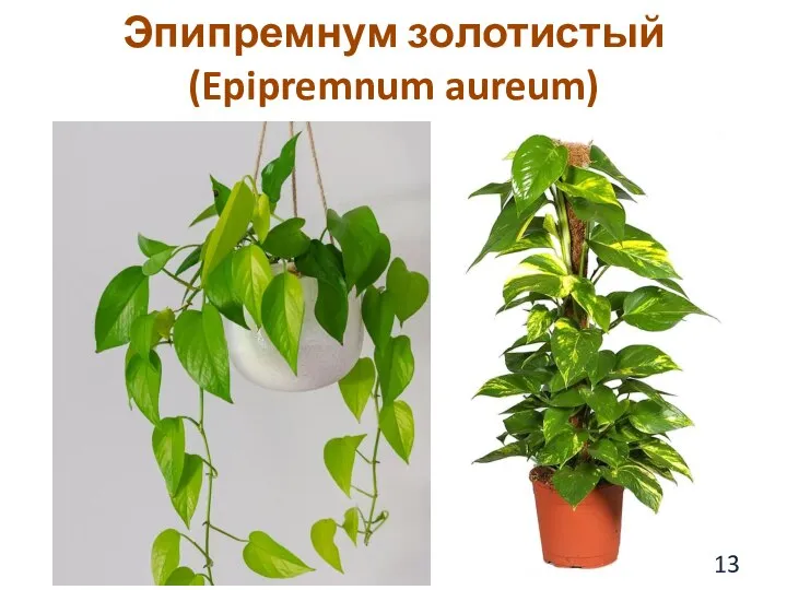 Эпипремнум золотистый (Epipremnum aureum)