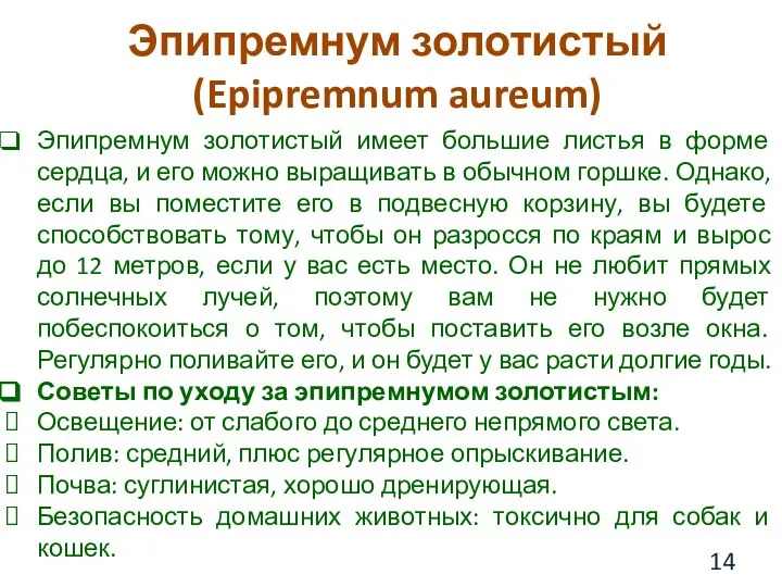 Эпипремнум золотистый (Epipremnum aureum) Эпипремнум золотистый имеет большие листья в форме сердца,