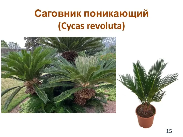 Саговник поникающий (Cycas revoluta)