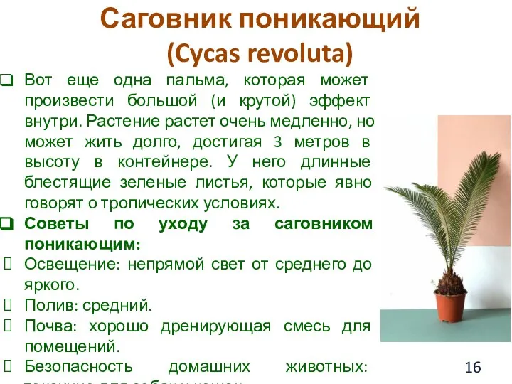 Саговник поникающий (Cycas revoluta) Вот еще одна пальма, которая может произвести большой