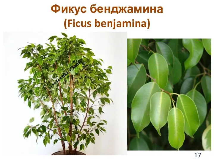 Фикус бенджамина (Ficus benjamina)