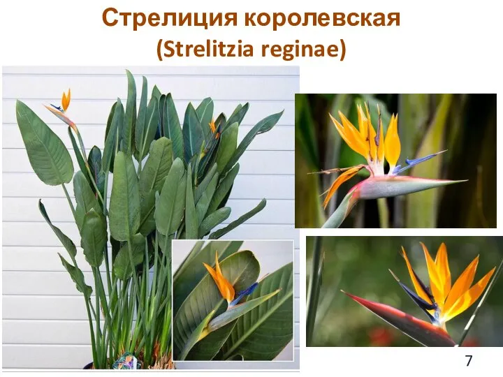 Стрелиция королевская (Strelitzia reginae)