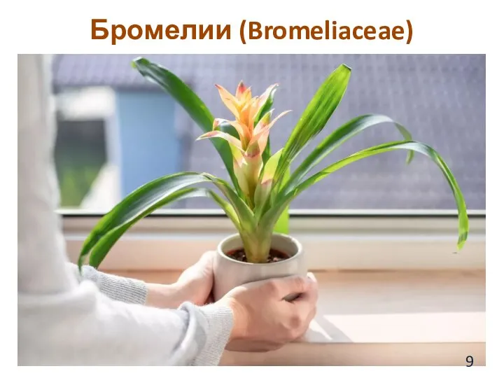 Бромелии (Bromeliaceae)