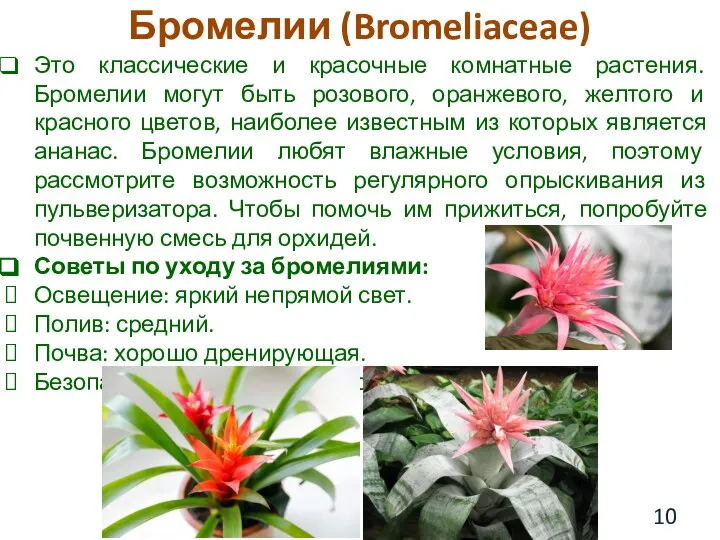 Бромелии (Bromeliaceae) Это классические и красочные комнатные растения. Бромелии могут быть розового,