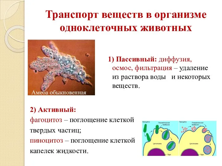 Транспорт веществ в организме одноклеточных животных 1) Пассивный: диффузия, осмос, фильтрация –