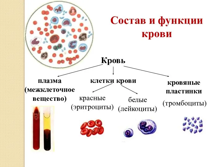 Состав и функции крови Кровь кровяные пластинки клетки крови плазма (межклеточное вещество)