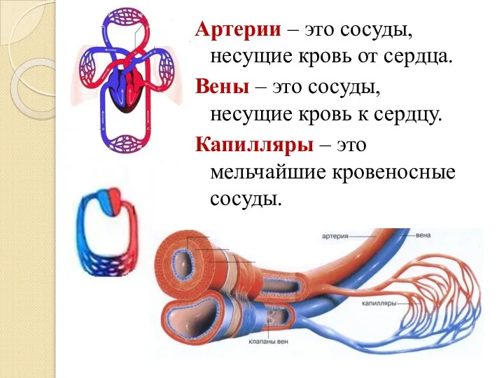 Артерии – это сосуды, несущие кровь от сердца. Вены – это сосуды,