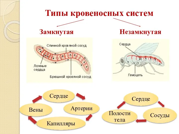 Типы кровеносных систем Амеба обыкновенная Замкнутая Незамкнутая