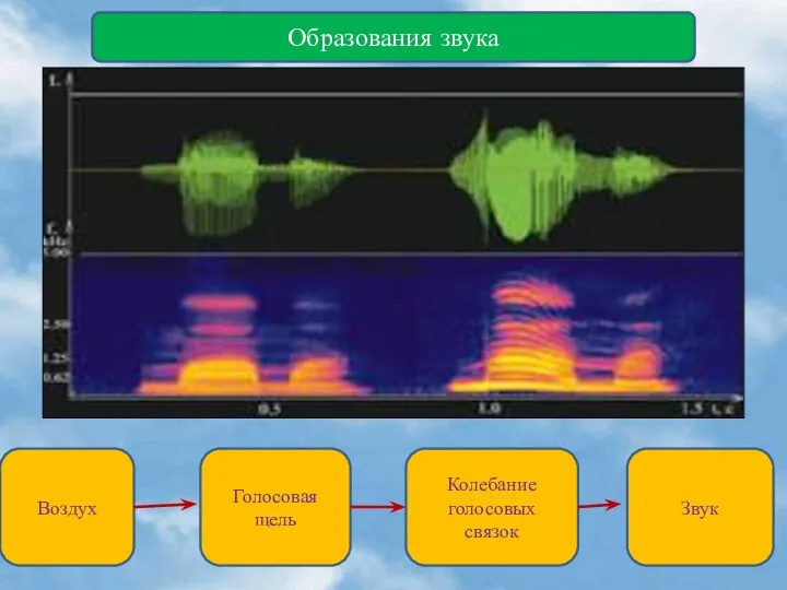 Образования звука Воздух Голосовая щель Колебание голосовых связок Звук