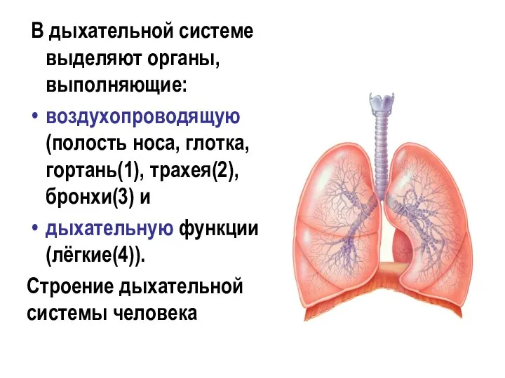 В дыхательной системе выделяют органы, выполняющие: воздухопроводящую (полость носа, глотка, гортань(1), трахея(2),
