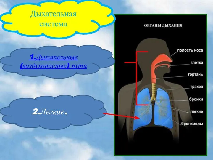 Дыхательная система 1.Дыхательные (воздухоносные) пути 2.Легкие.