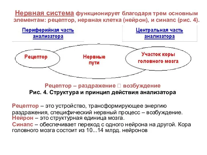 Нервная система функционирует благодаря трем основным элементам: рецептор, нервная клетка (нейрон), и