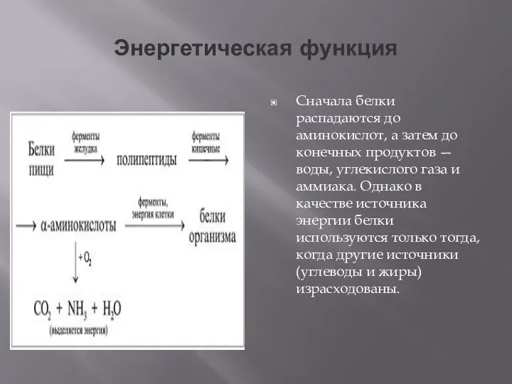 Энергетическая функция Сначала белки распадаются до аминокислот, а затем до конечных продуктов