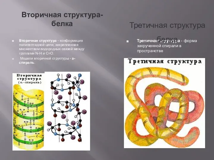 Вторичная структура-белка Вторичная структура - конформация полипептидной цепи, закрепленная множеством водородных связей